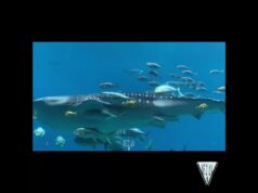 Whale Shark at the Georgia Aquarium #artistrealistic #whaleshark #whale #georgiaaquarium #georgia